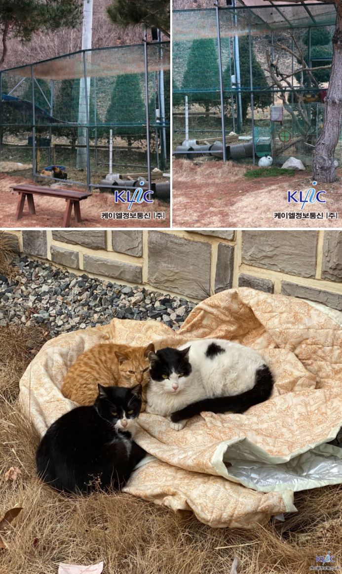 닭, 토끼, 고양이