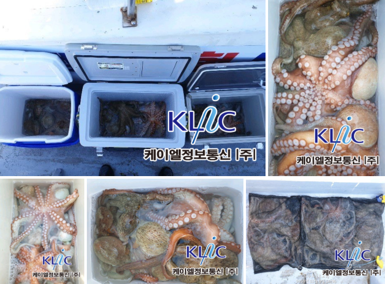 낚시로 잡은 문어들